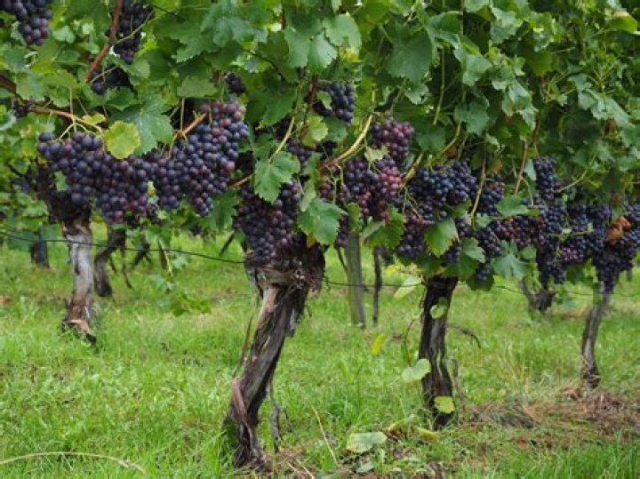 Grape plant